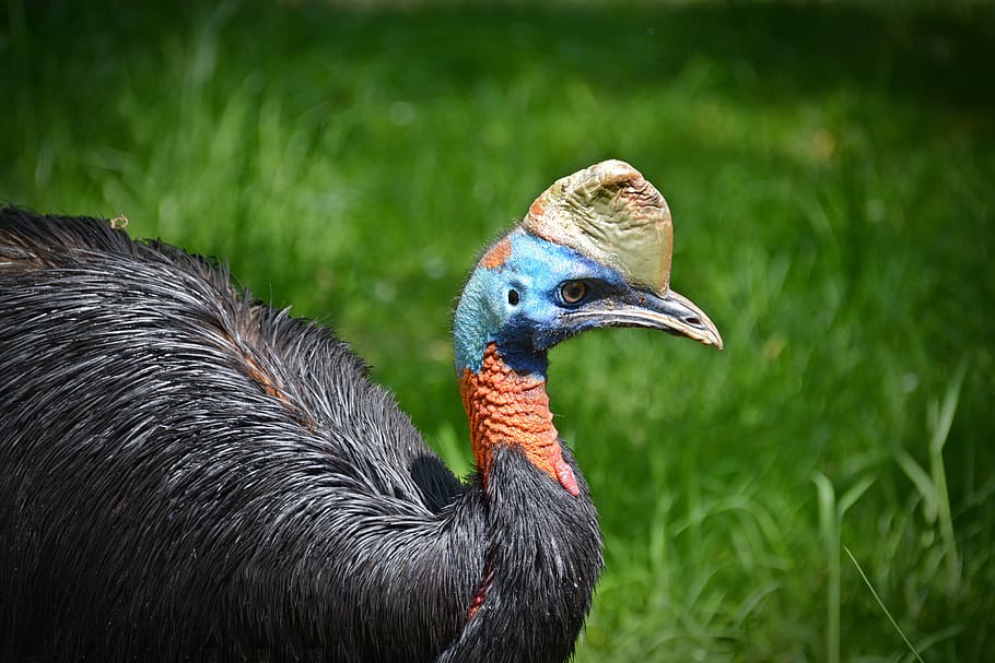 rothalskasuar, cassowary, bird, flightless bird, close, animal, wildlife, nature, beak, feather