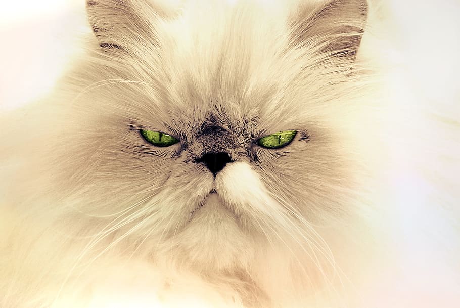 closeup, white, persian cat, cat, animal, cat portrait, pet, domestic cat, cat's eyes, animal world