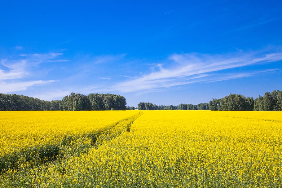 sky, field, flowers, landscape, clouds, meadow, nature, blue, yellow, beauty in nature