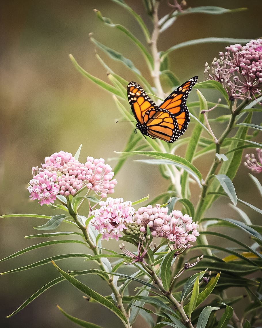borboleta, close-up, inseto, jardim, verão, detalhe, bug, asas, natureza, colorido