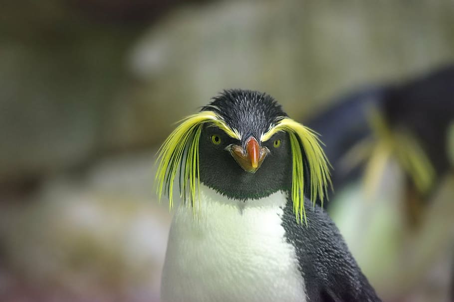 negro, blanco, pájaro, pingüino, pingüino de penacho amarillo, zoo, animal, cuenta, antártida, zoo schönbrunn
