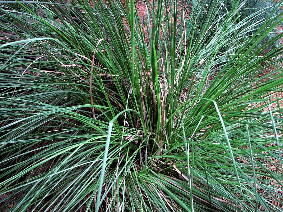 green, lemongrass, field, Licorice, Grass, Horst, Vetiver, grass horst, chrysopogon zizanioides, vetiveria zizanioides