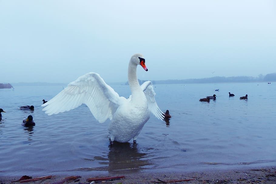 cisne muda, asas, modelo, lago, o nevoeiro, praia, pássaros, animais, natureza, na corte de