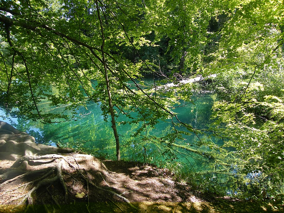 lake, recovery, croatia, plittvice, lakes, magic, blue, plant, tree, beauty in nature