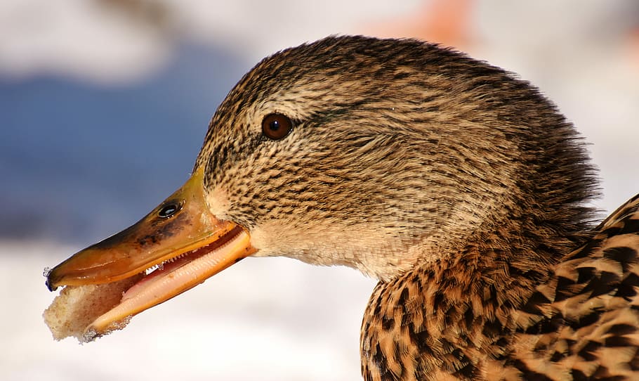 brown goose, duck, mallard, eat, bread, snow, winter, cold, colorful, water bird