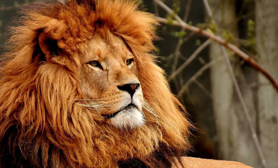 adult lion, selective, focus photography, lion, predator, dangerous, mane, cat, male, zoo