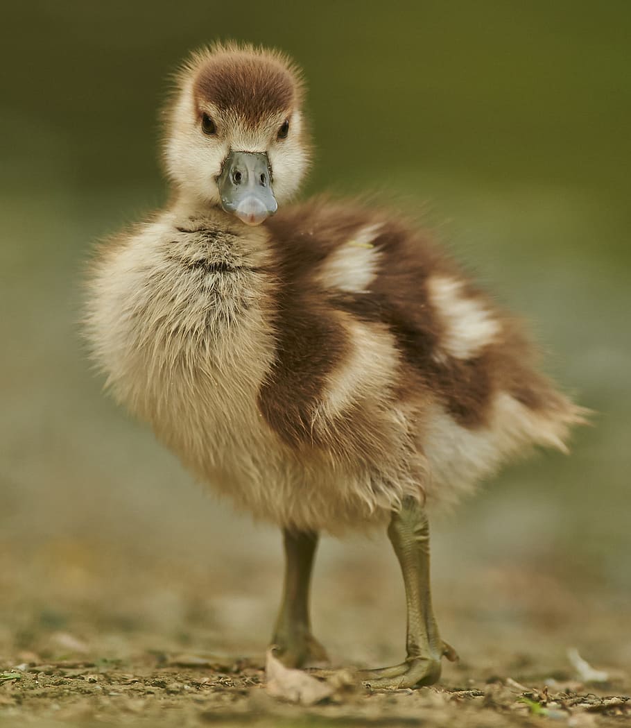beige, brown, duck chick, goose, duck, young, feather, gaensekuecken, animal, fluff
