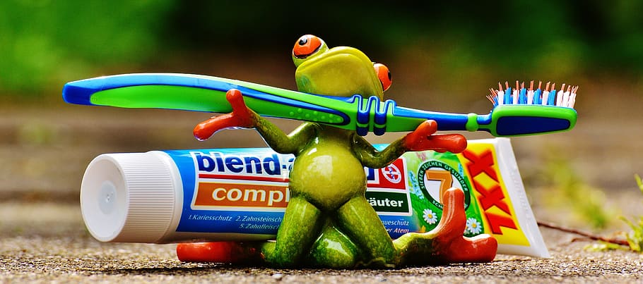 red-eyed frog, holding, toothbrush, toothpaste, frog, brushing teeth, hygiene, clean, tooth, toothbrush head