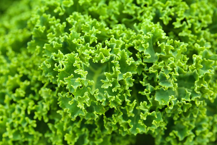 green leaf plant, cabbage, curly, detail, diet, food, fresh, green, kale, leaf