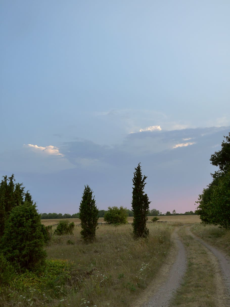 juniper, gravel road, sunset, road, sky, summer, estonia, saaremaa island, nature, landscape