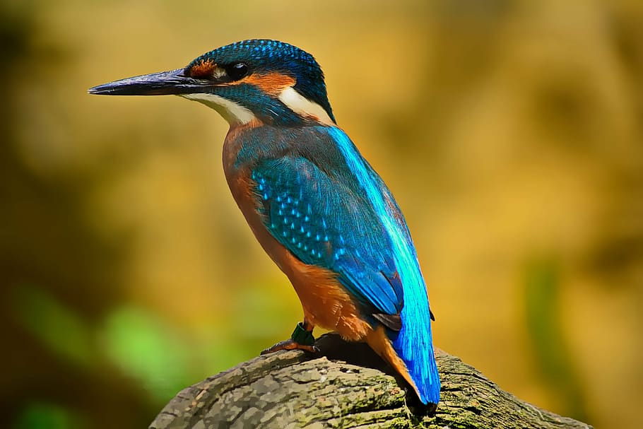 close-up photo, blue, orange, hummingbird, kingfisher, plumage, nature, elegant, blue feathers, water bird