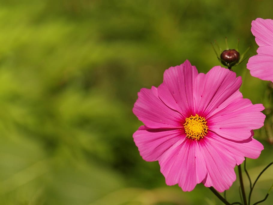 selective, focus photo, pink, petaled flower, background, flower, floral, garden, gardening, cosmos