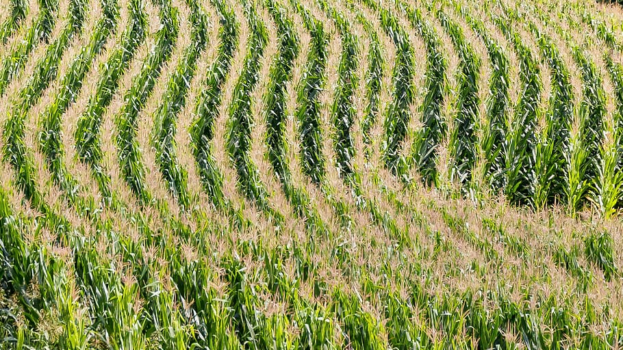 rice yield, field, agriculture, corn, cornfield, lines, arches, form, green, growth