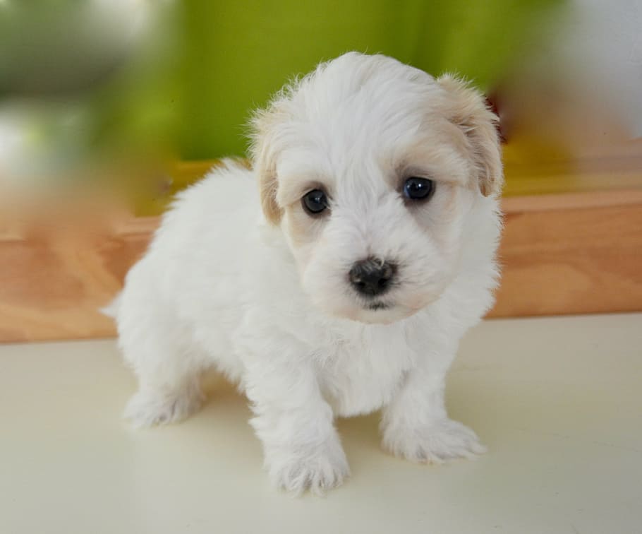 white, puppy, tabletop, dog, petit, animal, mascot, white fur, soft, cute