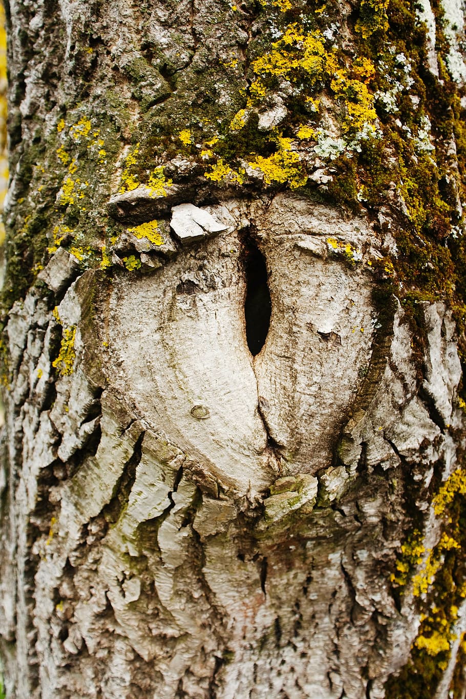 tree, eye, hypnosis, nature, tree Trunk, bark, forest, woodland, wood - Material, trunk