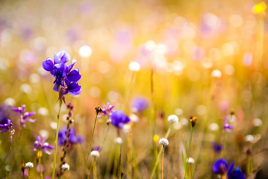 selektif, foto fokus, ungu, bunga petaled, bunga, bunga liar, pa, daun musim gugur, thailand, semak