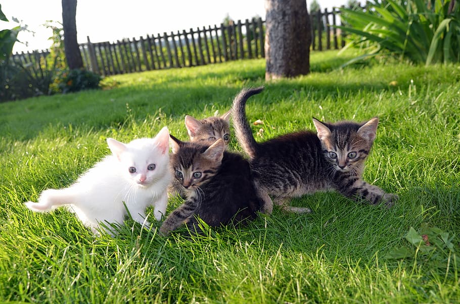 four, gray, white, kittens, green, grass, daytime, cat, family, pet
