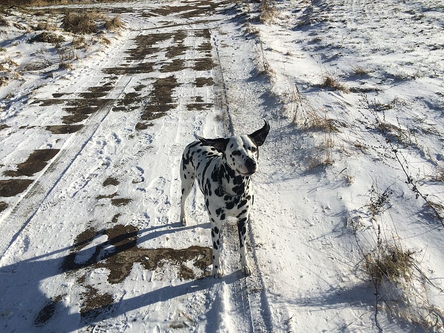 dog, winter, dalmatian, path, snow, nature, walk, ears, dog ears, wind