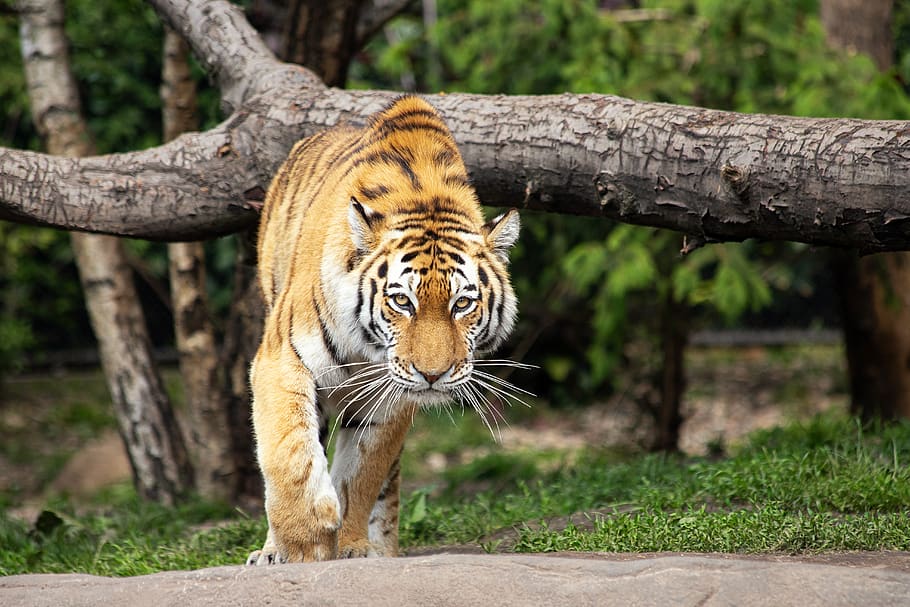 tiger, siberian tiger, mammal, animal, animal world, big cat, dangerous, carnivores, zoo, hagenbeck zoo