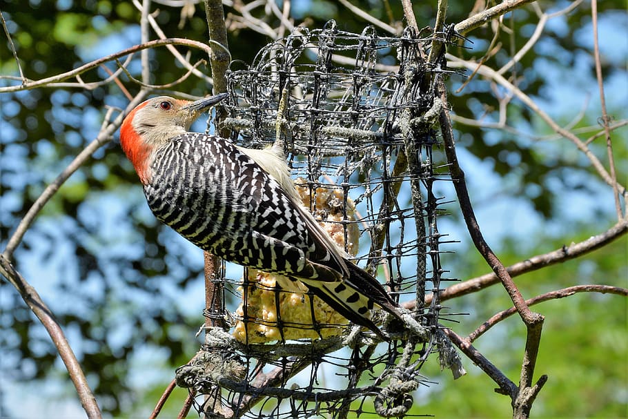woodpecker, red-bellied, pecking, feeder, sharp, beak, claws, bird, closeup, profile