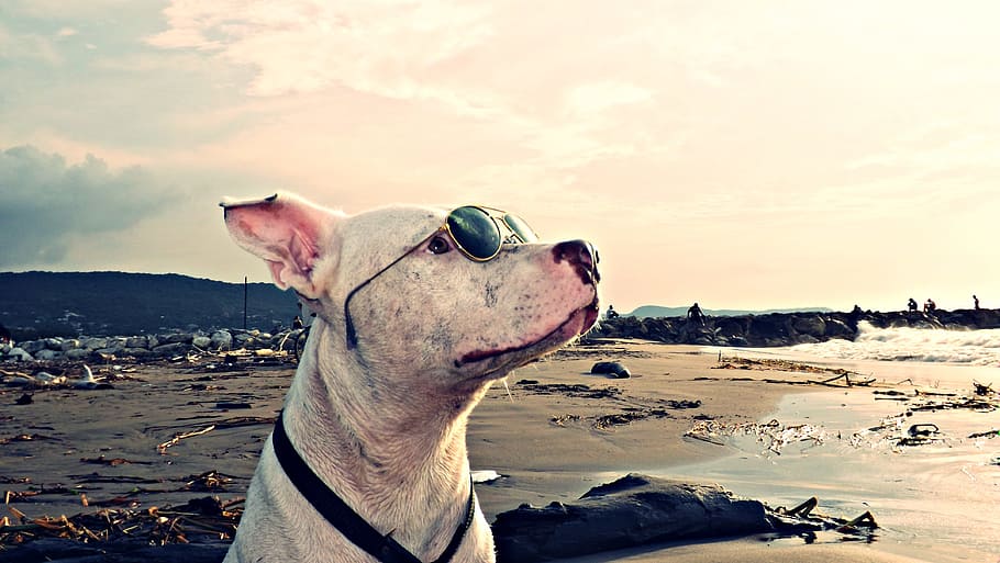 short-coated, white, gold, framed, aviator-style sunglasses, Dog, Pet, Puppy, Profile, Animals