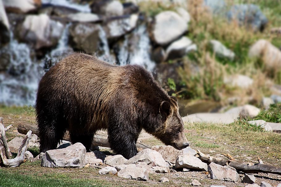 bear, standing, rocky, road, grizzly bear, grizzly, animal, nature, wildlife, wild