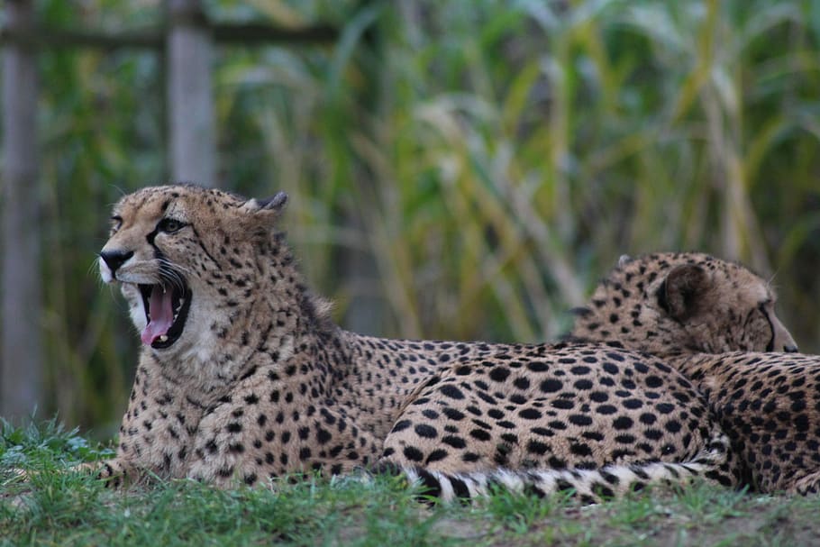Cheetah, Kebun Binatang, Predator, Kucing, Tiergarten, karnivora, kecepatan, kesejahteraan hewan, afrika, kepala