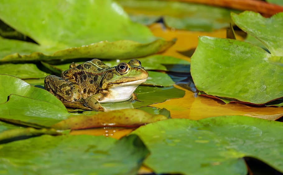 green, frog, water lily, daytime, water frog, frog pond, amphibian, animal, sitting, lily pad