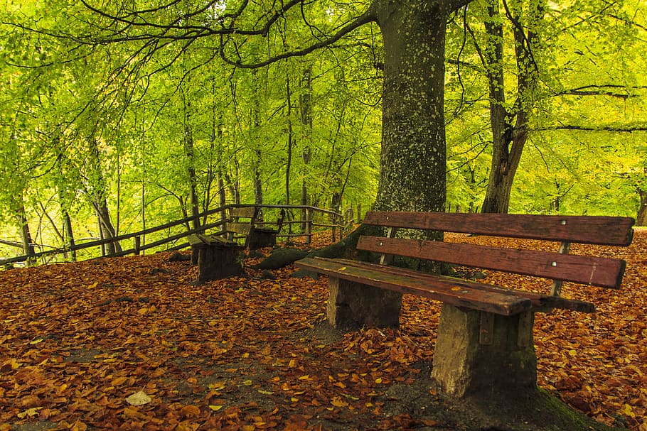森の小道, 秋, 紅葉, 秋の森, 遊歩道, 並木道, ブナの木, 雰囲気, 牧歌, 森林歩道