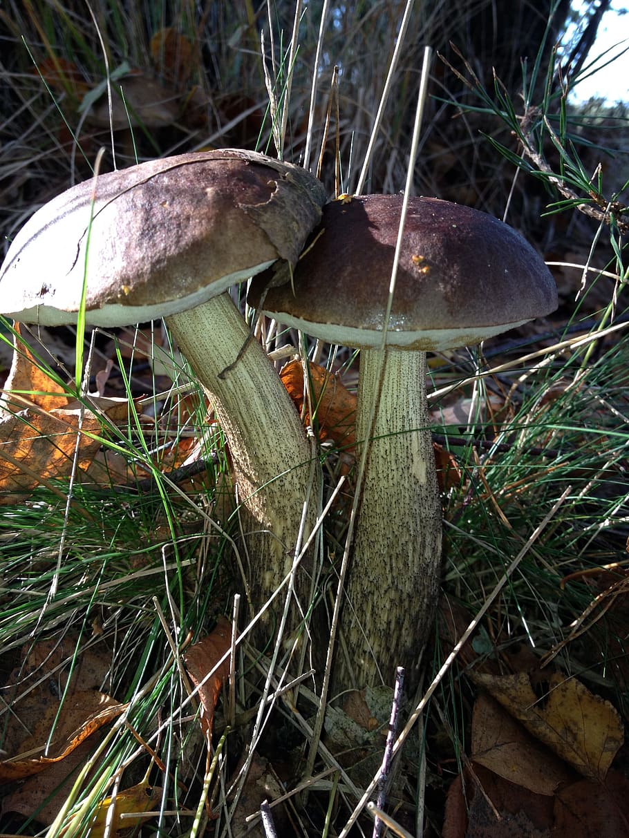 mushrooms, autumn, forest, cep, porcini mushrooms, mushroom, fungus, plant, food, growth