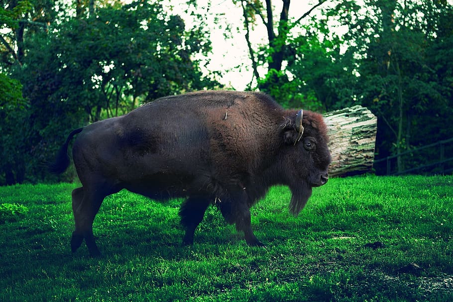 bison, nature, park, the national park, beauty, poland, animal themes, plant, animal, mammal