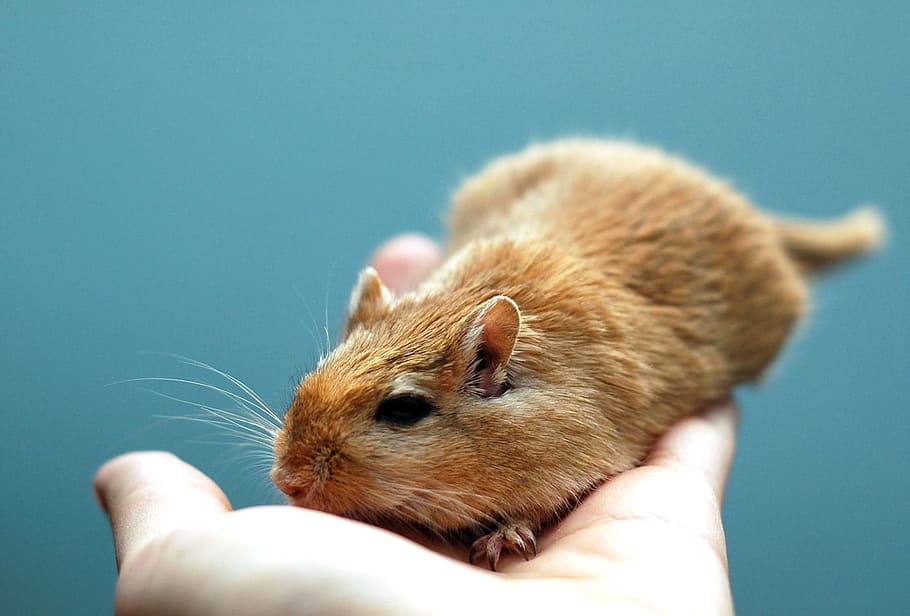 person, holding, brown, hamster, Animal, Rodent, Gerbil, Pet, Small, Cute