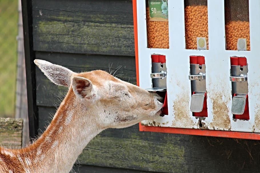 brown, deer, standing, dispenser, roe deer, food, self service, feed, wild, red deer