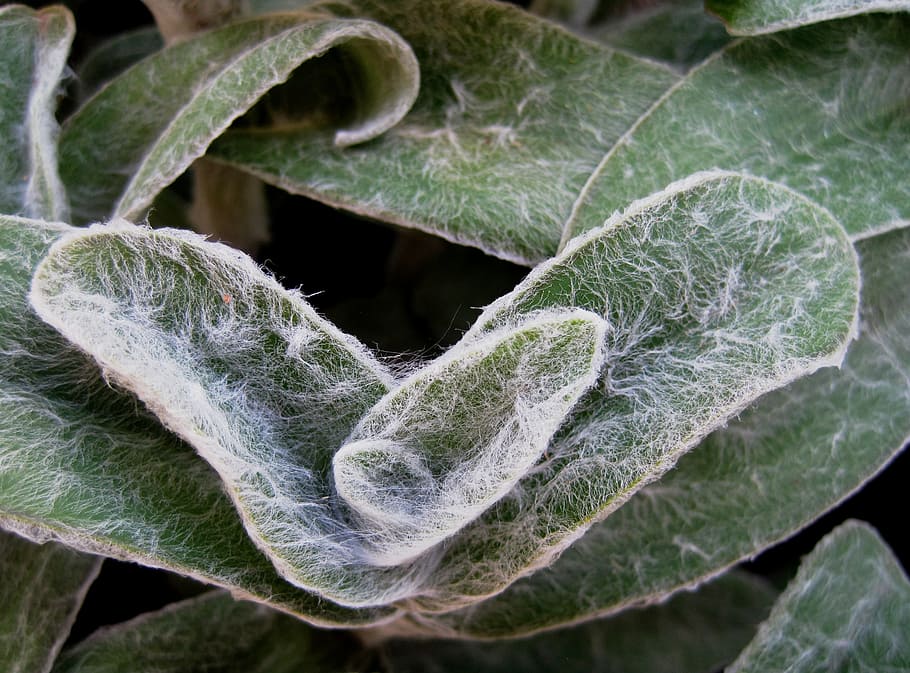 stachys byzantina, leaves, light green, hairy, fluffy, ear shaped, lamb's ear, stachys, plant part, leaf