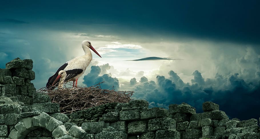 white, bird, standing, nest, stork, nature, wildlife, animal, beak, sky