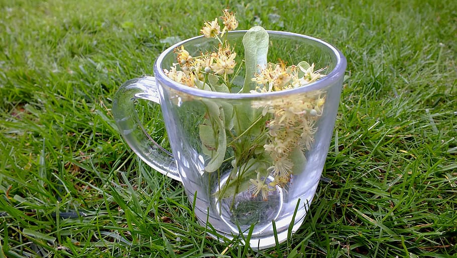 herbal, teh herbal, bunga linden, tanaman, teh, medis, sehat, bunga, linden, piala