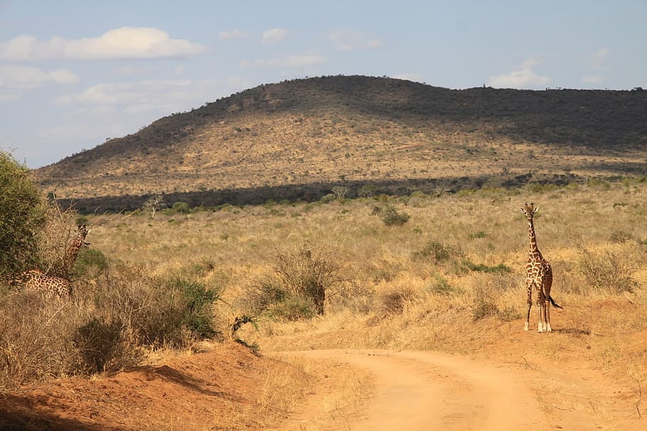 giraffe, kenya, tsavo west, africa, nature, savannah, acacia Tree, safari Animals, wildlife, landscape