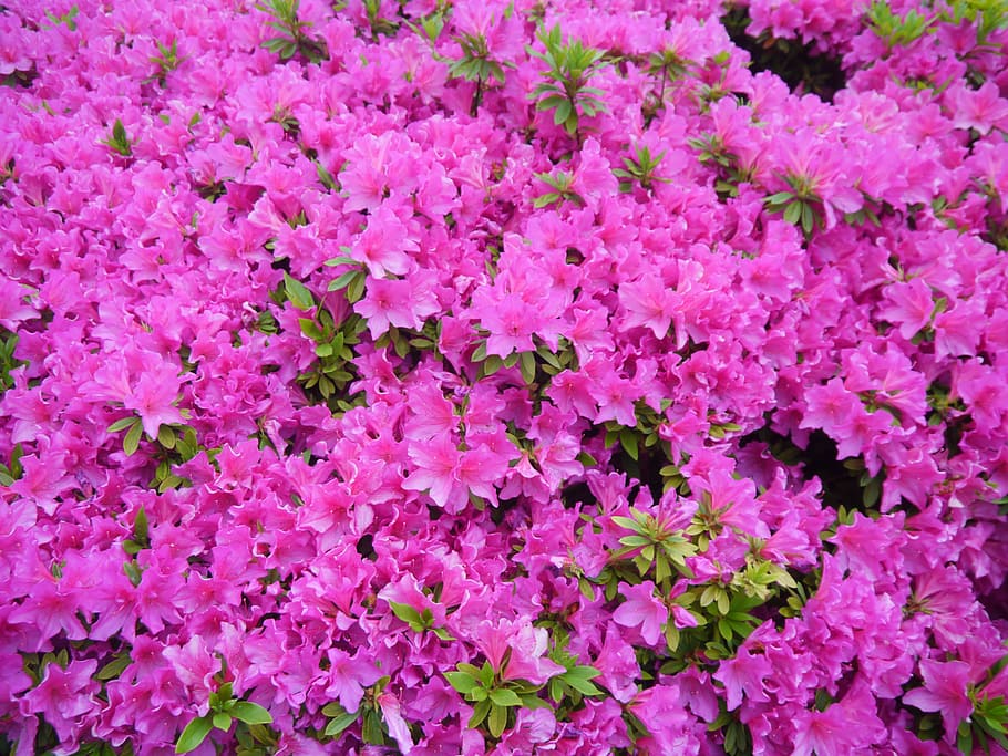 Flores, Satsuki, maio, floração, heisei-cho, yokosuka, kanagawa japão, japão, antomasako, rosa
