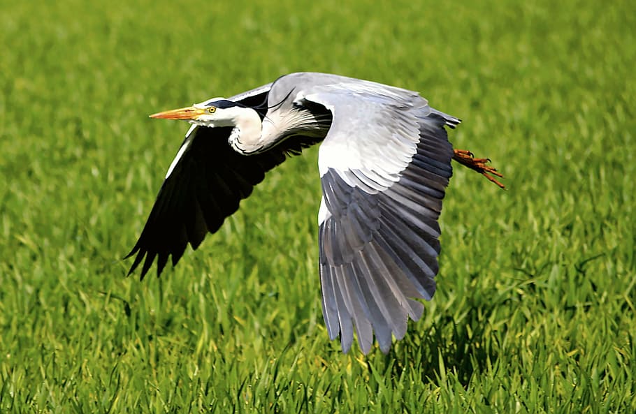 bird, flying, green, grasses, heron, flight, fly, nature, plumage, grey