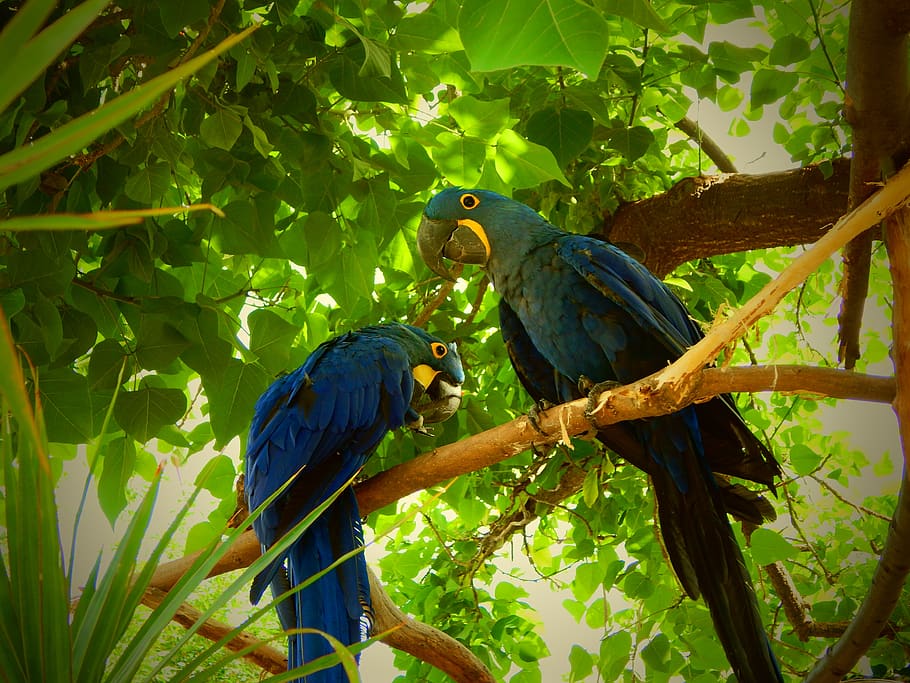 blue parrots, birds, tropical, parrot, blue, feather, colorful, nature, animal, exotic