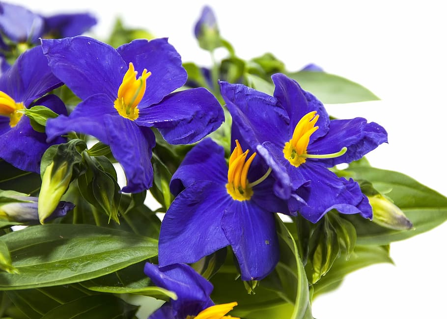 Campanula, Bellflower, Azul, Flor, violeta, roxo, campânula baixa, campanula cochleariifolia, planta, planta alpina