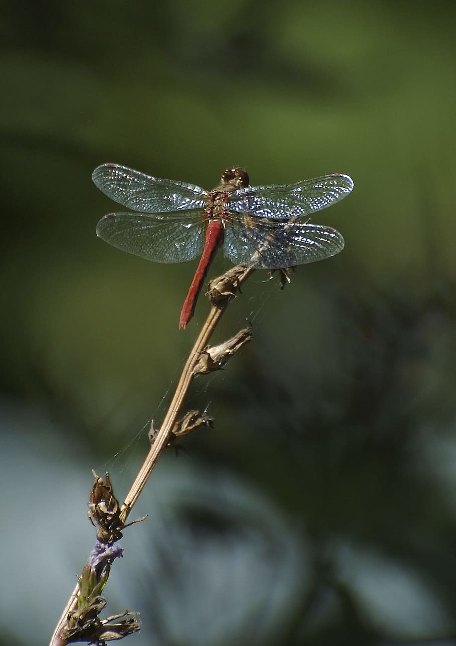 cardinal meadowhawk, dragonfly, glistening, insect, red, wings, veined, perched, twig, transparent