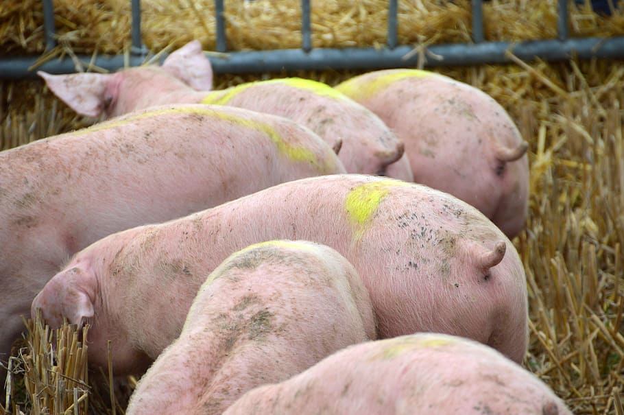 breeding, pig, pork, swine, piglet, mammals, farm, pigs, animals, breeder