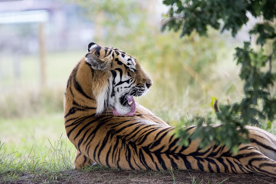 tiger, lying, grass, licking, lick, wild, animal, cat, cute, striped