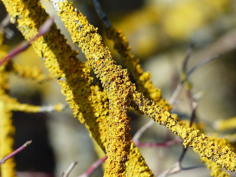 lichen, ordinary gelbflechte, branch, xanthoria parietina, weave, yellow, tree, mushroom, mykobionten, photobionten