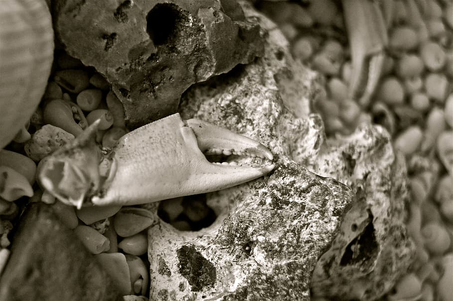 Câncer, Shell, Pedra, Mar, Lago, Animal, morreu, ninguém, close-up, dia