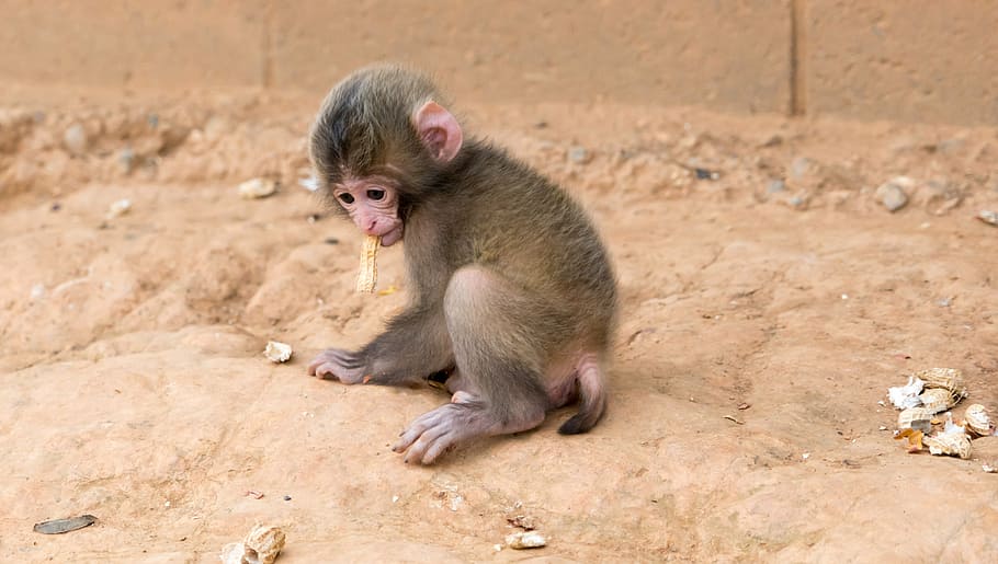 monkey, baby, eating peanut, animal, wildlife, mammal, young, small, cute, arashiyama monkey park