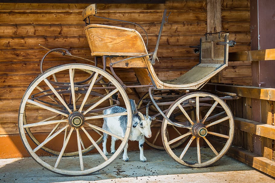 goat under carriage, Coach, Goat, Farm, Team, kid, old, old-fashioned, carriage, horse Cart