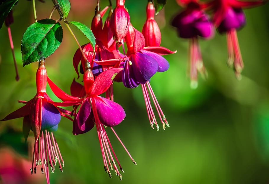 shallow, focus photography, purple, flowers, pink, red, photography, fuchsias, flower, fuchsia