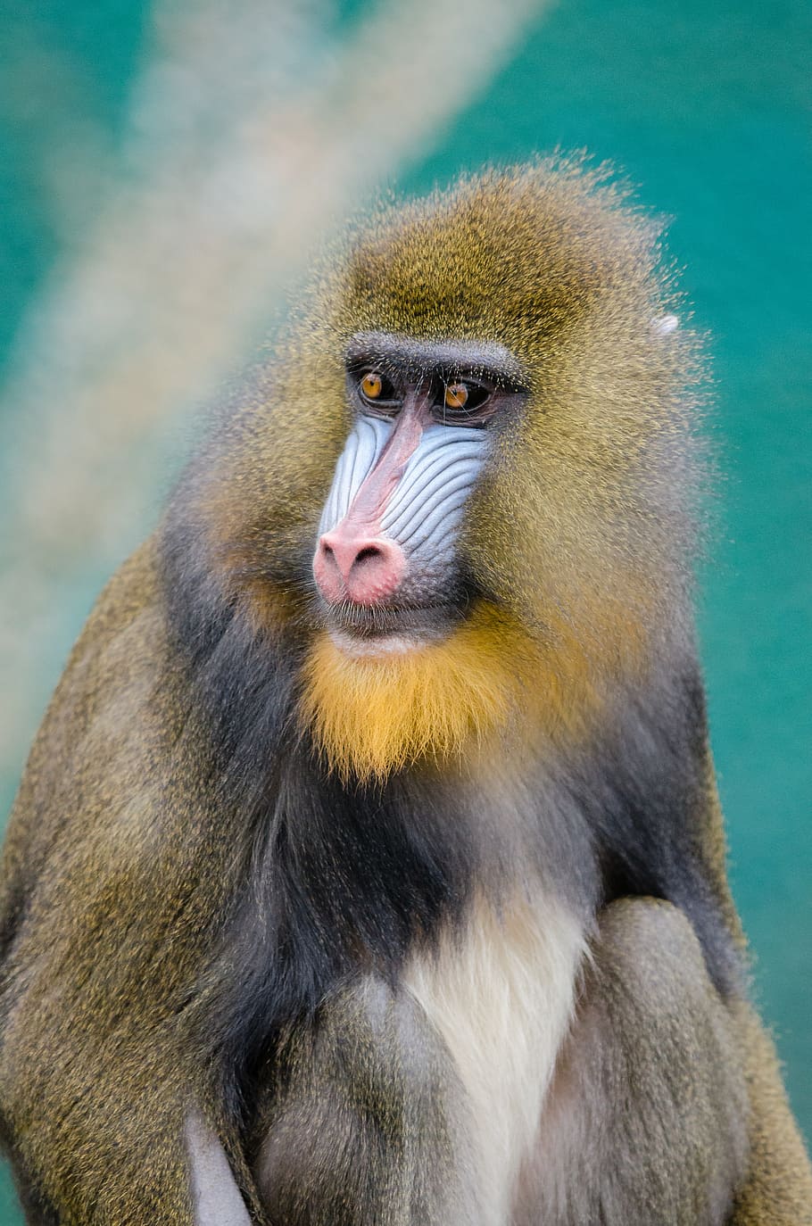 Mandrill, yellow baboon, primate, monkey, animal, animal themes, animal wildlife, mammal, one animal, animals in the wild